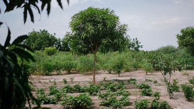 Eure Bäume im Senegal