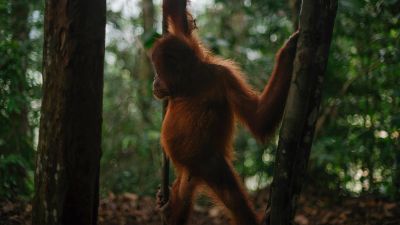 Laut bahnbrechender UN-Studie stehen wir vor einer Biodiversitätskrise