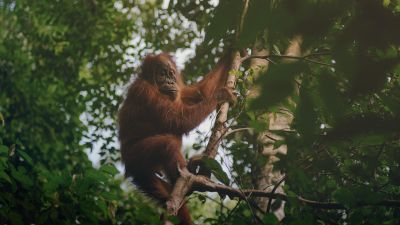 Warum ist Palmöl schädlich für die Umwelt?