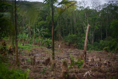 Nach den Bränden im Amazonas: Wer ist für den Schutz der Wälder verantwortlich?