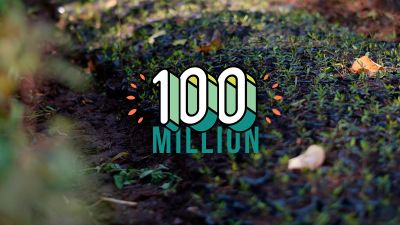 Ecosia Nutzer*innen haben 100 Millionen Bäume gepflanzt: Meilenstein und Anfang!