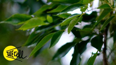 Ecosia präsentiert: WEtell