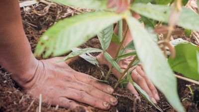 Wie regenerative Landwirtschaft den Klimawandel eindämmen kann