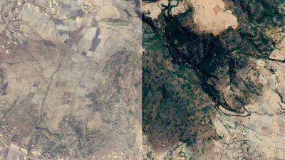 Die Suchmaschine, die Bäume pflanzt: Wie funktioniert Ecosia?