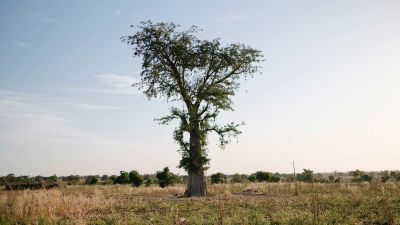 5 Millionen Menschen in Deutschland nutzen Ecosia