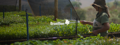 Eure Bäume in Brasilien