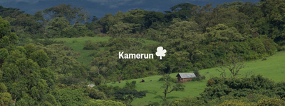 Eure Bäume in Kamerun