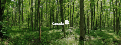 Eure Bäume in Kanada