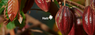 Eure Bäume in Haiti