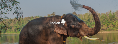 Eure Bäume in Indien