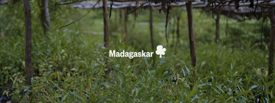 Eure Bäume in Madagaskar