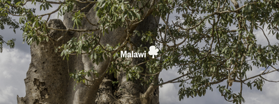 Eure Bäume in Malawi