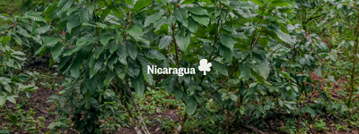 Eure Bäume in Nicaragua