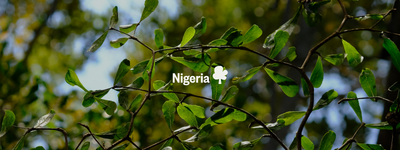 Eure Bäume in Nigeria