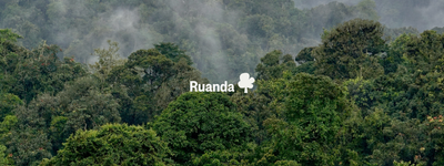 Eure Bäume in Ruanda