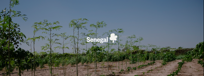 Eure Bäume im Senegal