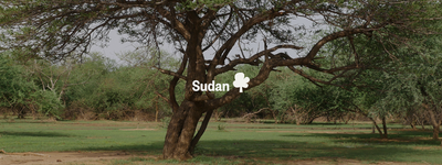 Eure Bäume im Sudan