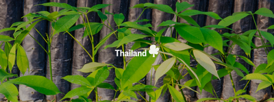 Eure Bäume in Thailand