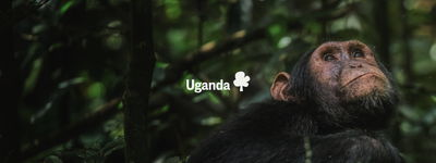 Eure Bäume in Uganda