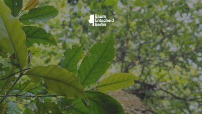 Ecosia startet Volksentscheid
