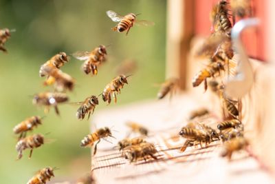 Für den Schutz unserer biologischen Vielfalt: Einsatz von Glyphosat stoppen