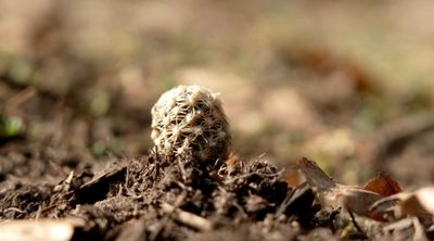 Jahrhundertfund: Kaktus im deutschen Wald entdeckt