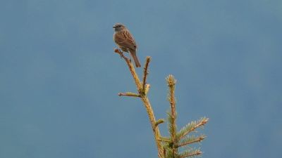 Beobachten und Schützen: Mit NABU|naturgucker Ökosysteme verstehen