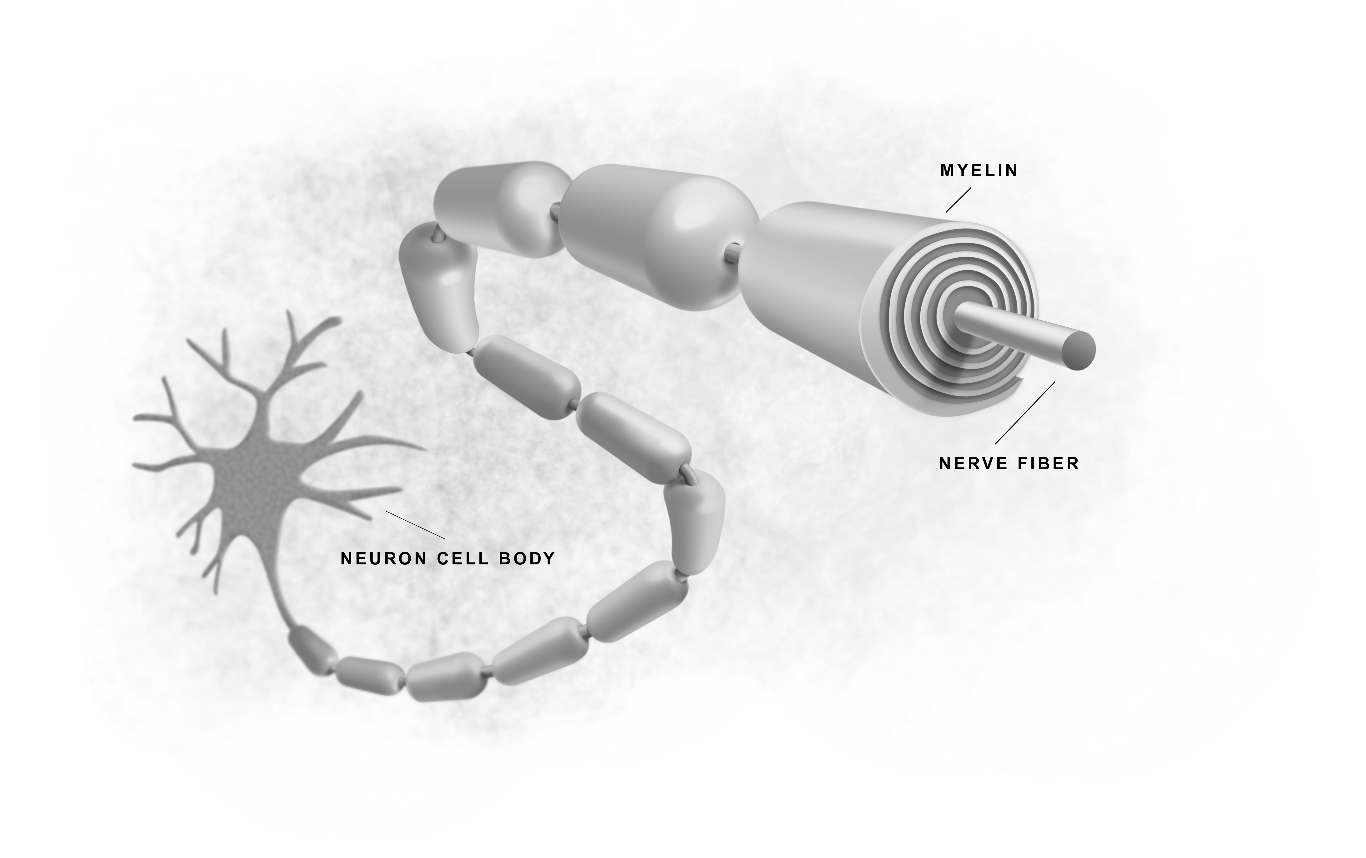 La myéline autour d’une fibre nerveuse