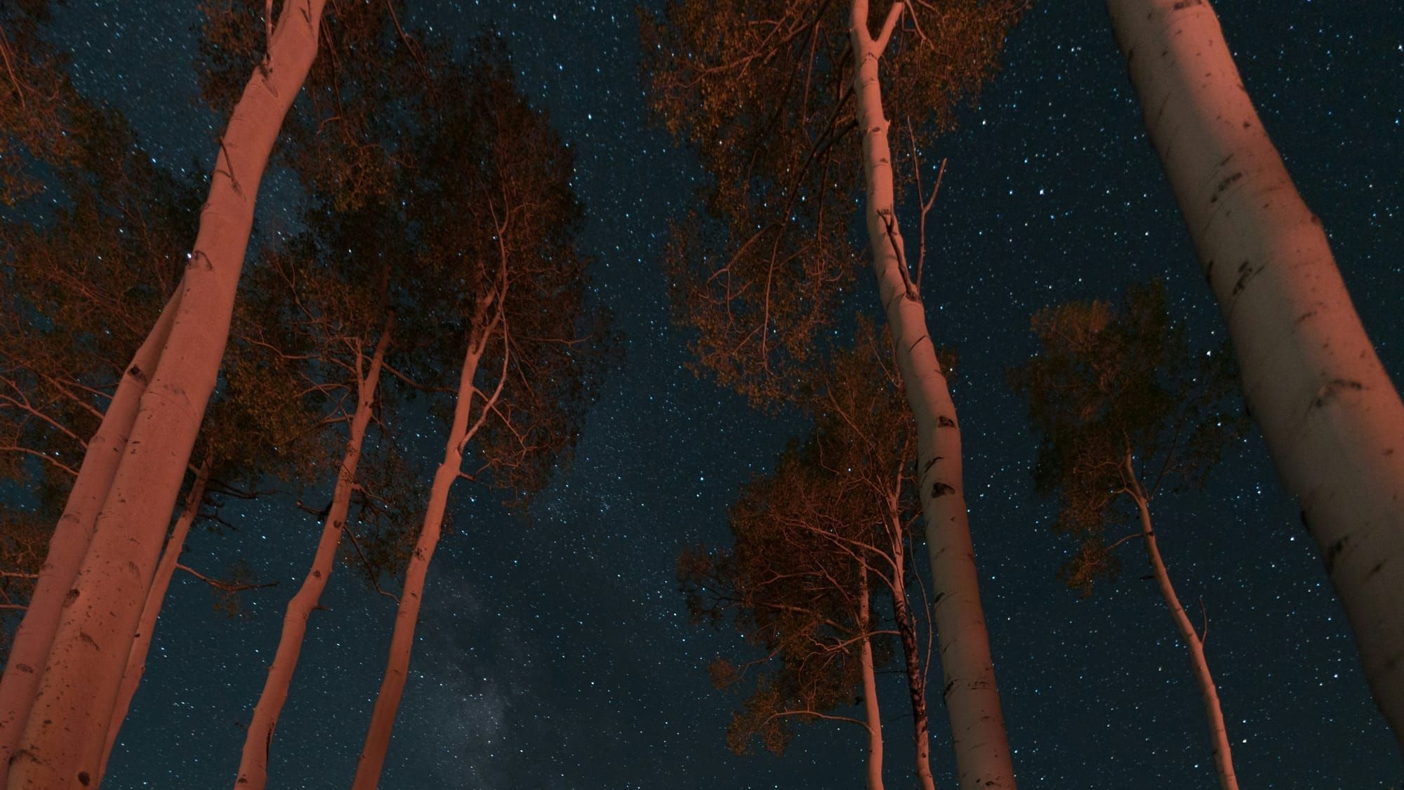 WAKE THE WILD CREATURES: My New Novel Is Coming