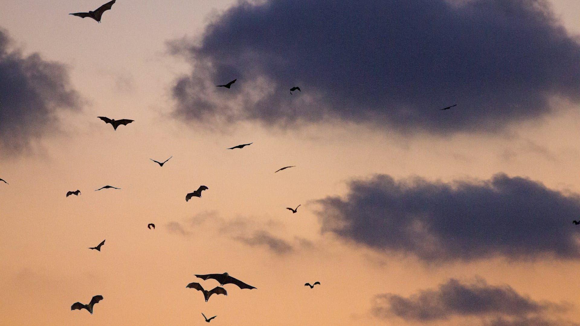 The Book I'm Afraid to Write