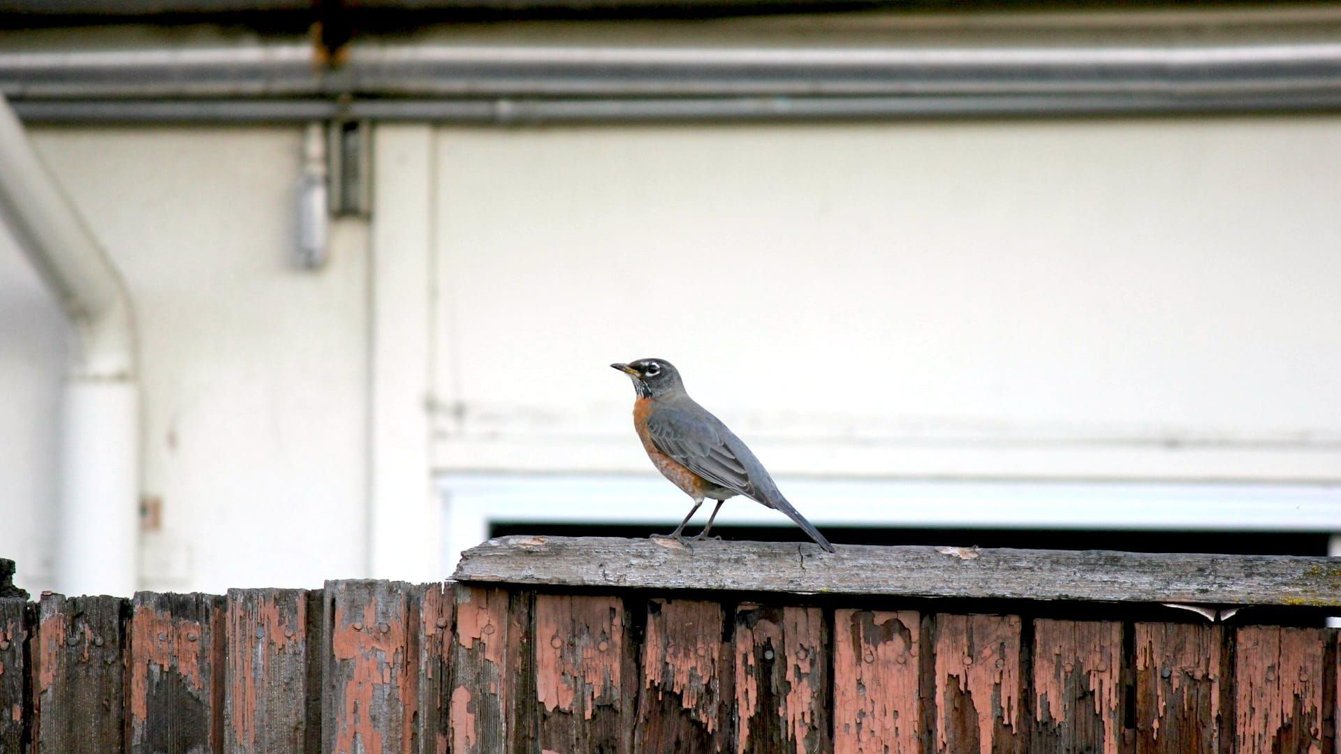 Five Aprils: A Story in Diary Entries