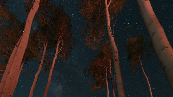 WAKE THE WILD CREATURES: My New Novel Is Coming