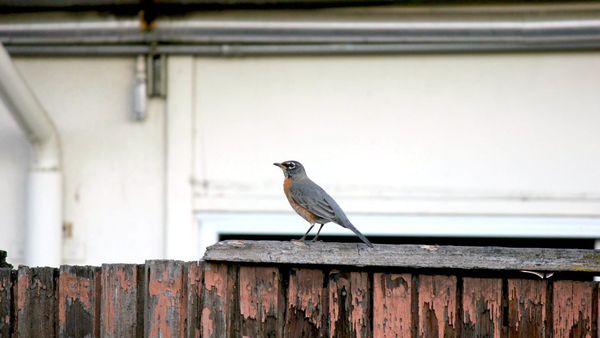 Five Aprils: A Story in Diary Entries