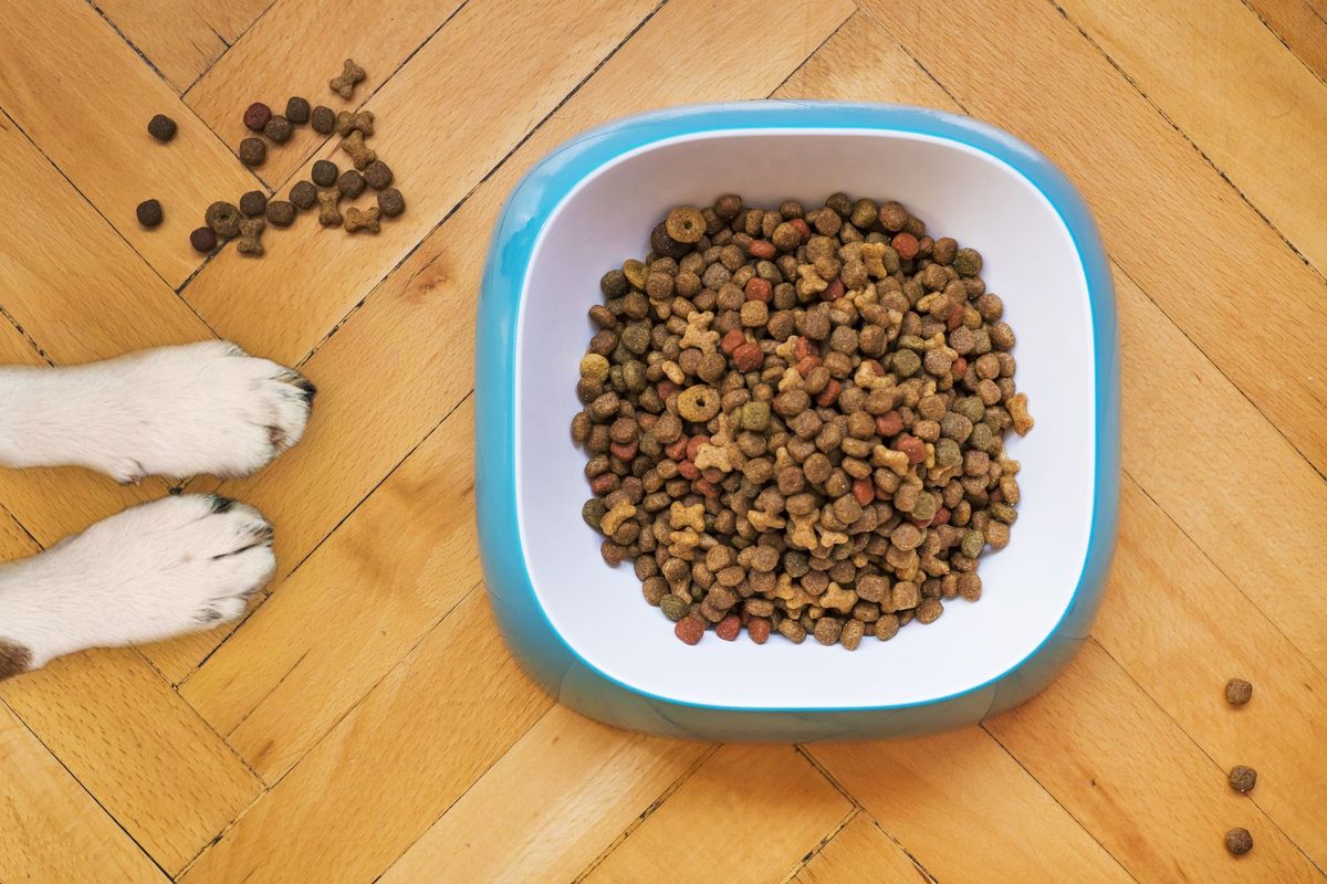 Why Buying A Slow Feeder Dog Bowl On Amazon Is Great For Your Dog!