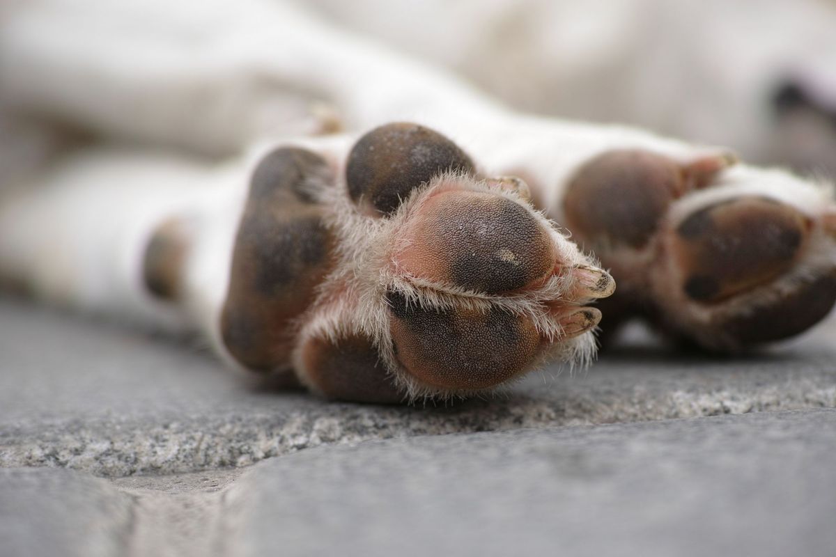 Dog Paw Balm