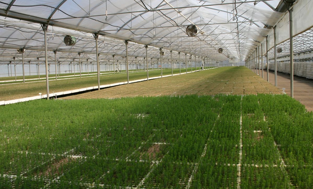 Seedlings of the future