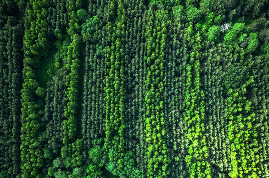 Artificial plantation.