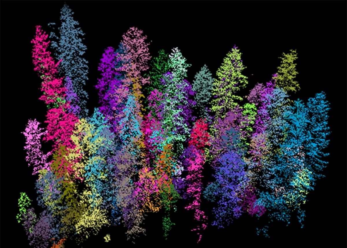Colourful trees pic from a segmented LiDAR image - Courtesy Peter Krzystek