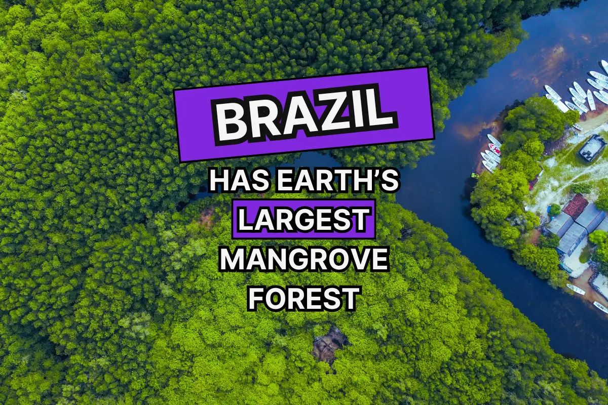 Title on mangrove background. These aren't Brazilian mangroves. But they're darned photogenic. 