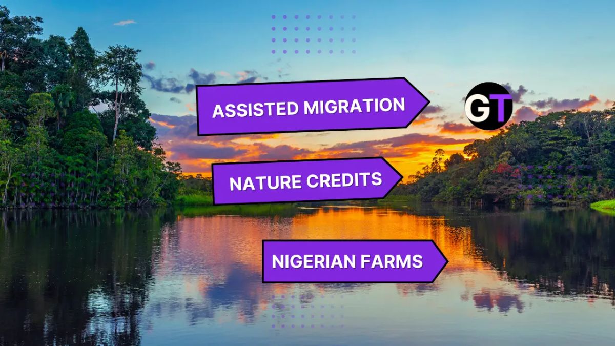 Title on background of rainforest by a lake with a setting sun. 