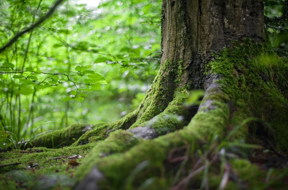 Unveiling the Dual Role of Forests in the Methane Cycle🌱