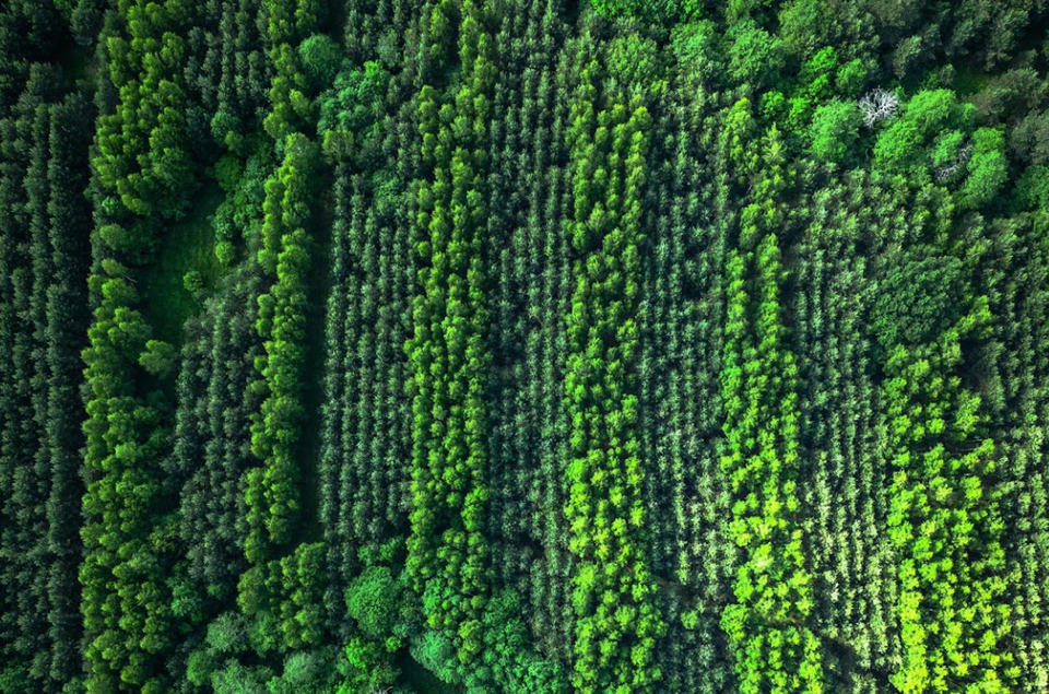 Strategic Restoration as Climate Solutions 🌲🌎