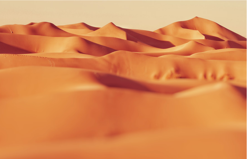 Reading Desert Sands – Indigenous Wildlife Tracking Skills Underpin Vast Monitoring Project