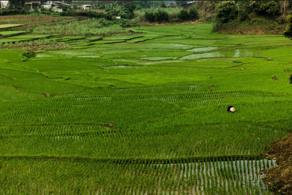 Vietnam’s Forest Vision: Balancing Recovery and Growth 🌳