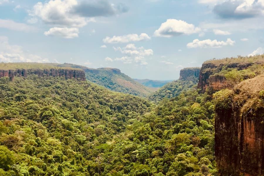 Brazil’s $9 Billion Reforestation Plan