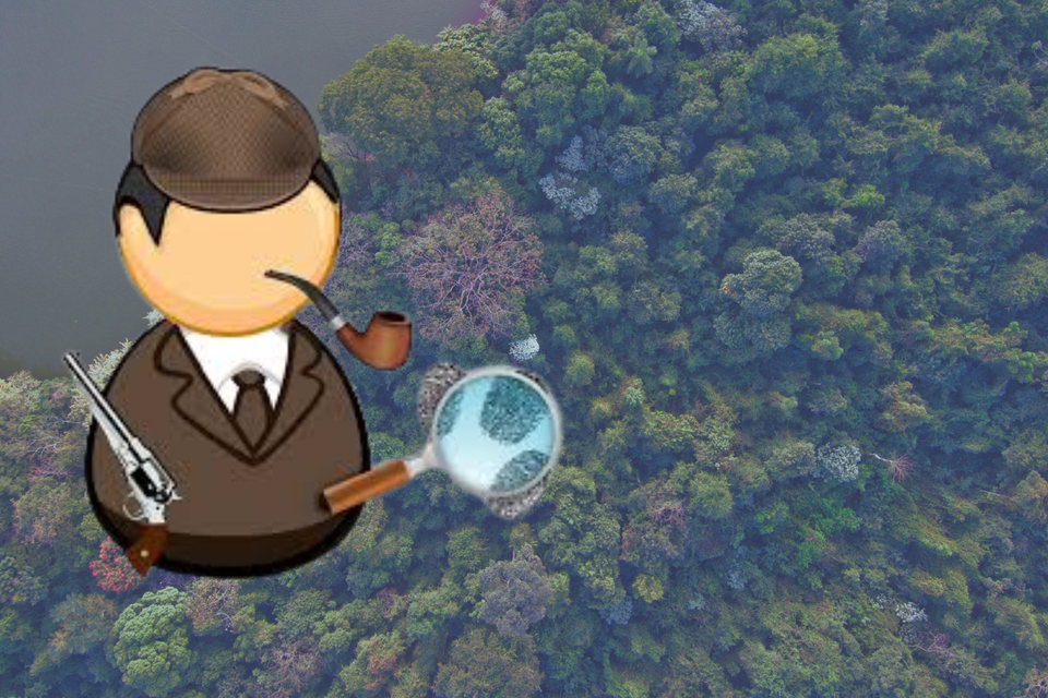 Biodiversity in Brazil's Atlantic Forest Restoration