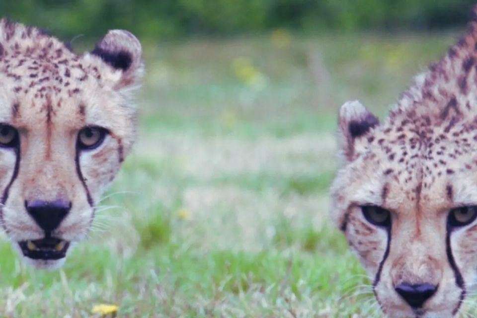 Success Factors for African Land Restoration Projects