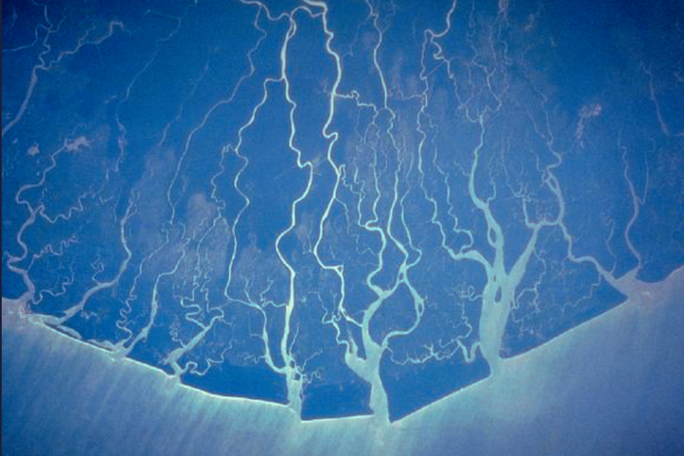 Ogoni Women Restore Mangroves in Niger Delta