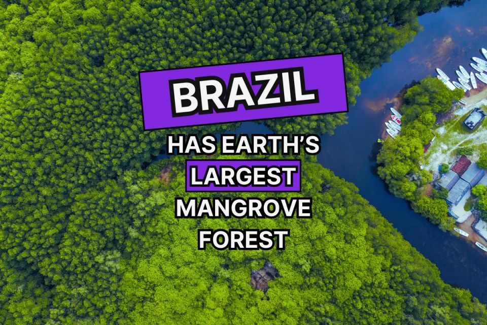 Initiative Immerses Kids in Earth’s Largest Mangrove Forest