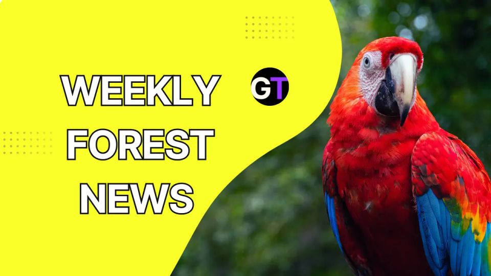 Weekly Forest News, June 6